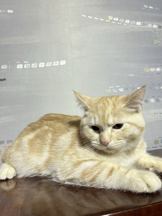 скоттиш страйт 5 месяцев