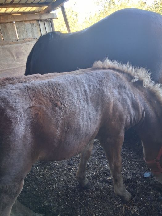 Vand mânza de 1,5 ani 1,60 la greabăn si mânz armasar de 5 luni