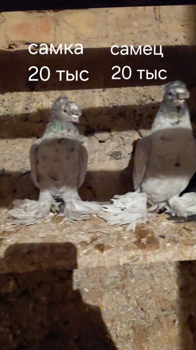 Голуби игровых кровей