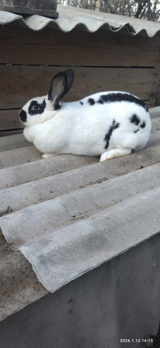 Срочно Великан самка продам