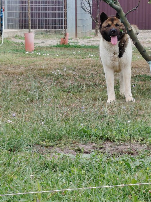 Akita american cu pedigree