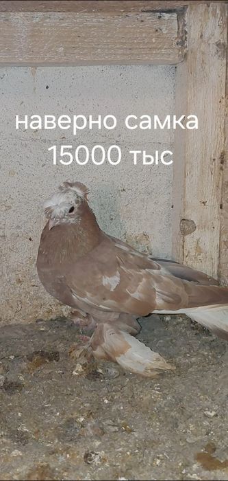 Голуби молодые по игре