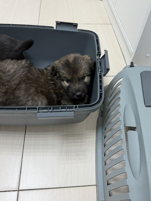 Отдам щенков в добрые руки