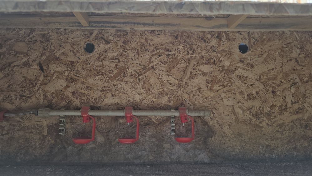 Брудер для цыплят