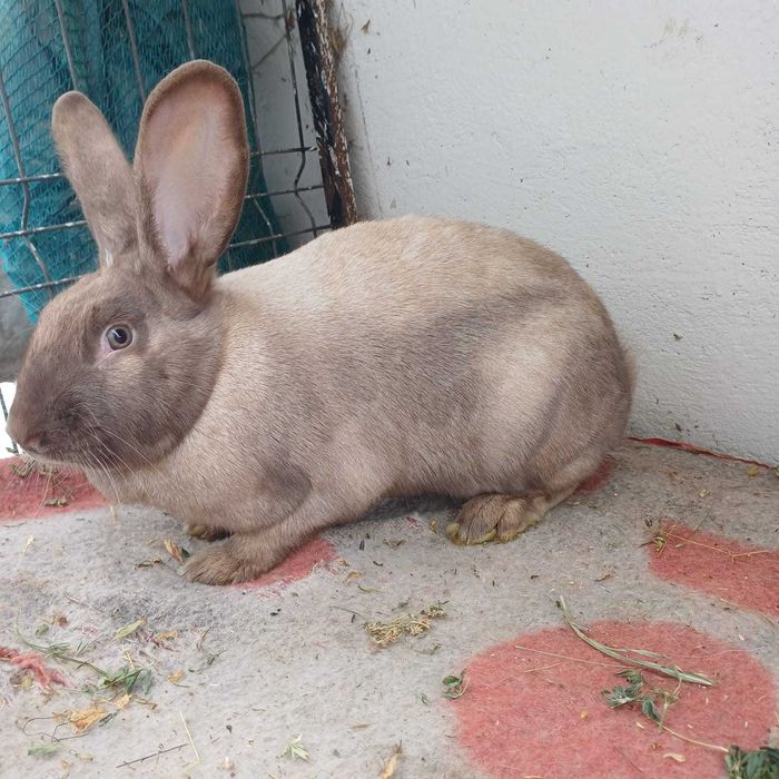 Vând iepuri secuiesc și hycole francez