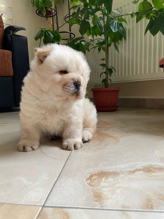 Чау чау мъжко бебе