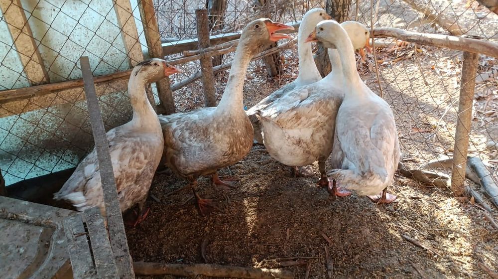 Биылғы қаз балапаны