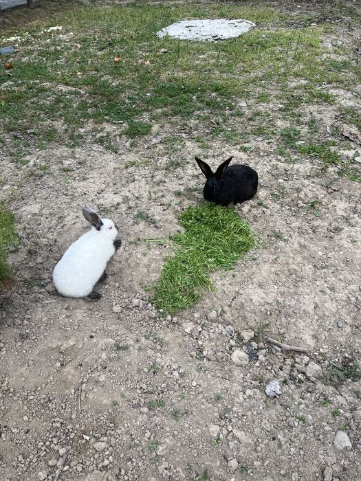 Quyon Sotiladi 1 Ogʻil 1 Qiz In alohida sotiladi