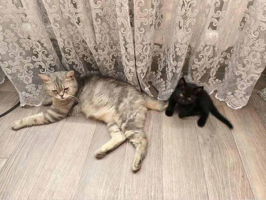 Котенок мальчик красавец и его умница мама)))