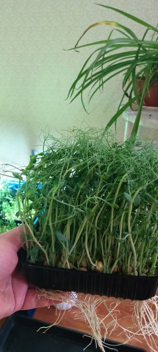 Продам микрозелень горох