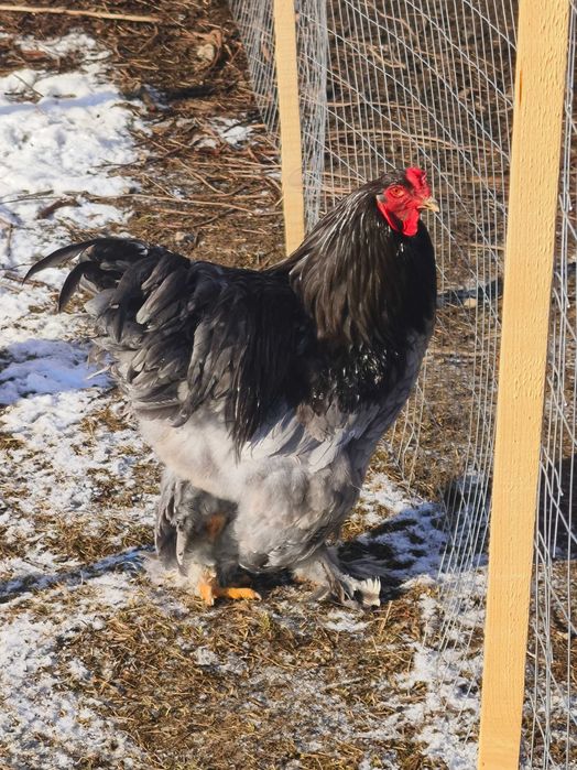 Brahma HD, Porțelan,Albastru,Splash