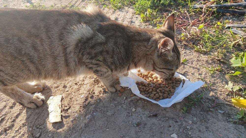 Подарявам мъжки котенца