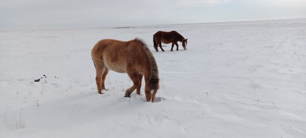 Еркек тай мұғалжар