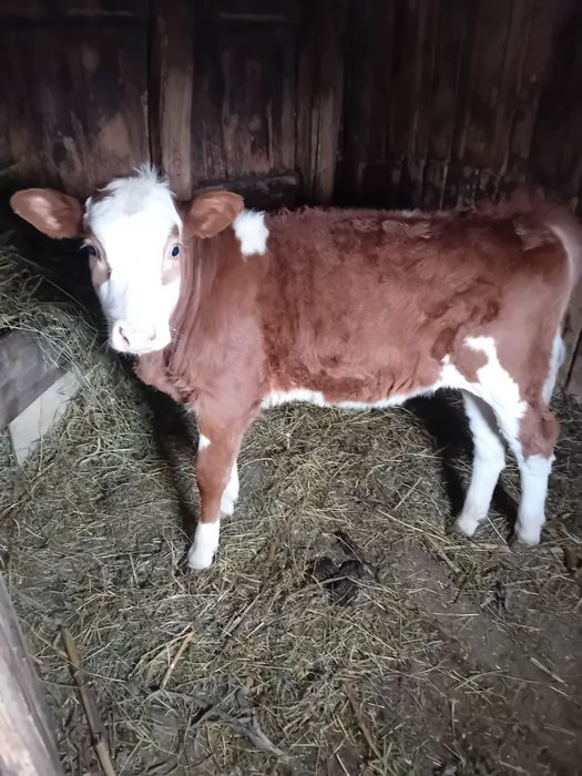 Vaca Charolais și Angus