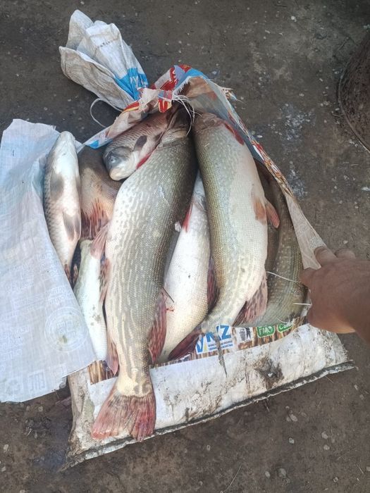 Рыба щука очень вкусная