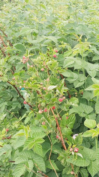 Продаю дачный участок