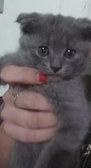Scottish fold Qiz bola