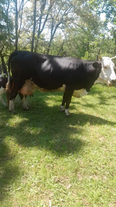 Vaca de vanzare si vitel