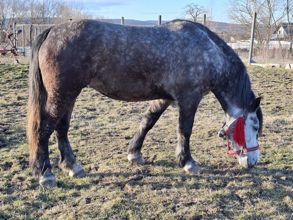 Vand iapa frumoasa, sanatoasa, cuminte,  fara nici un fel de defect.