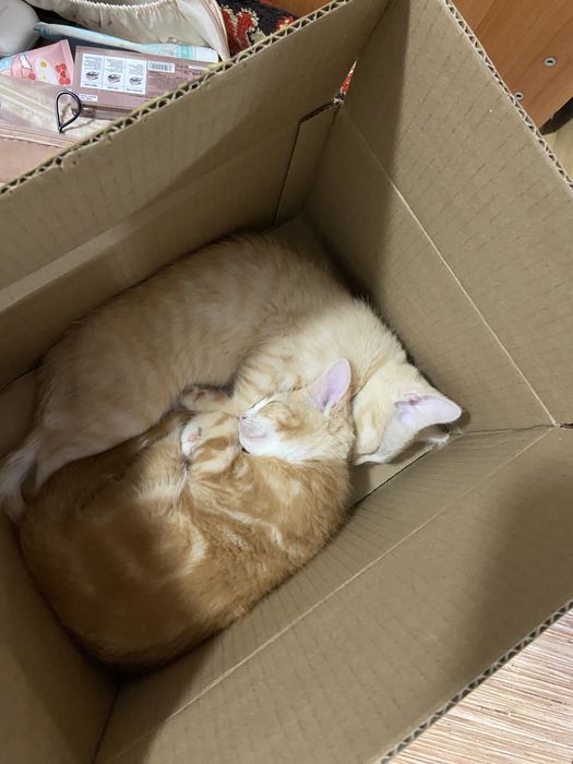 Продам котят, братья, рыжие