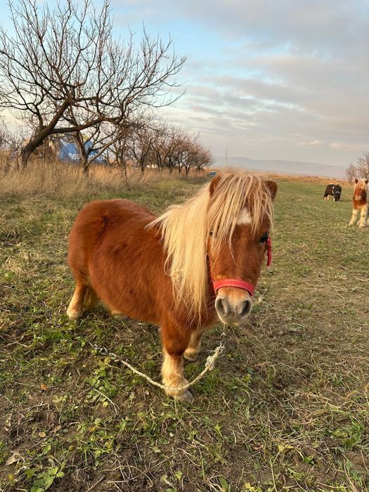 Mini ponei.