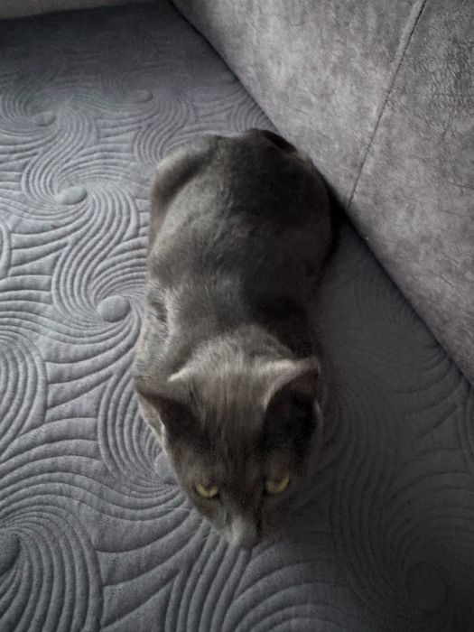 Отдам в хорошие руки