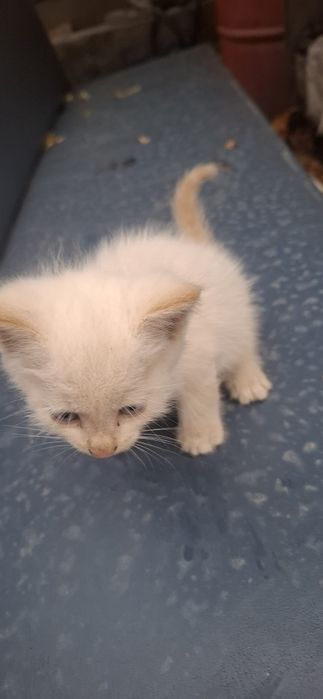 Продам котят в добрые руки