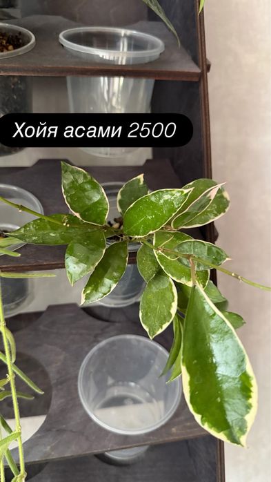Комнатные растения