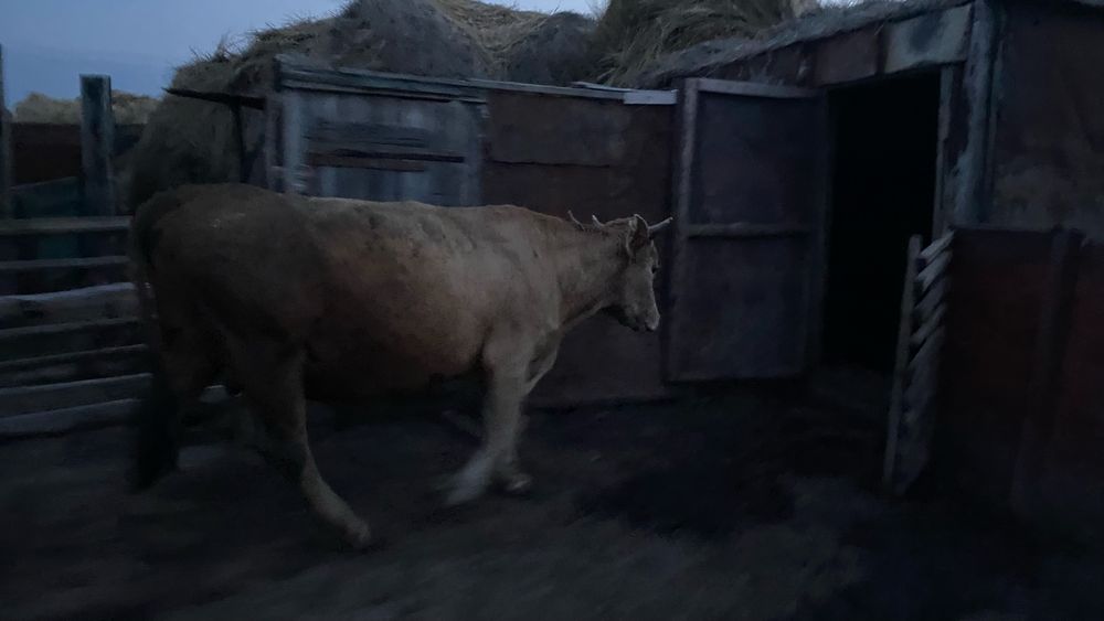 Продам быков.