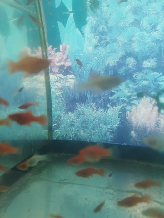 Меченосецы подмостки