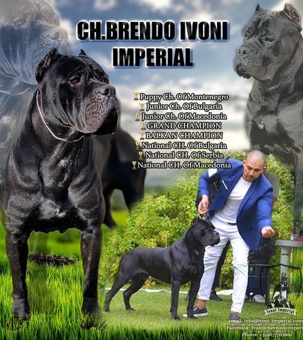 Кане Корсо ELITE 2