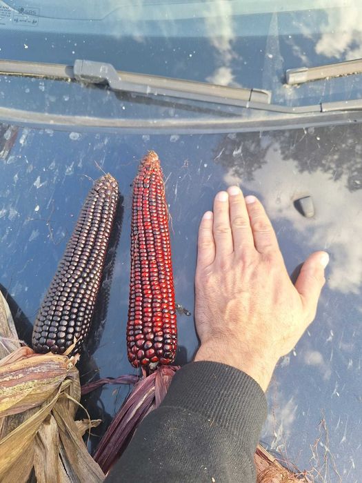 Porumb boabe rosu si negru