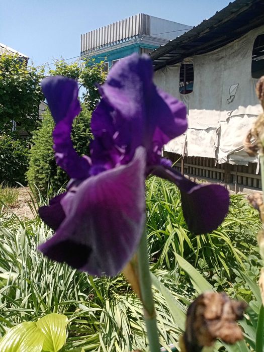 Ирисы красивые высокие