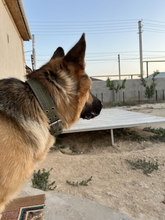 Вязка Кобель Немецкая овчарка