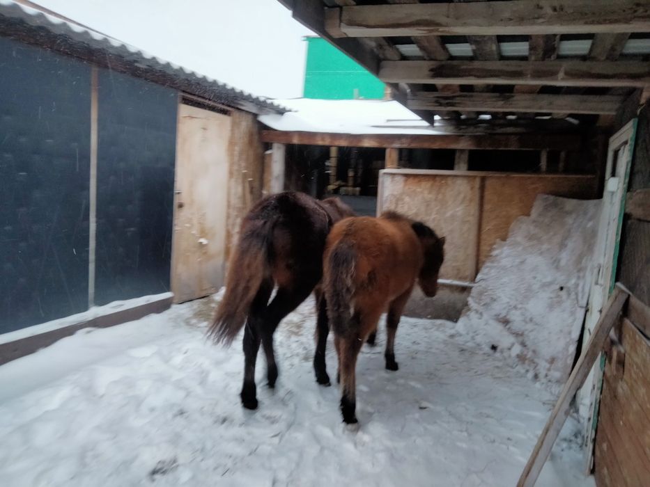 Продам кобылки 3 головы.