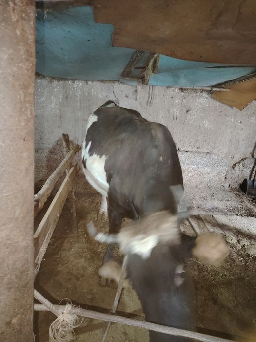 Сиыр , корва.           ,