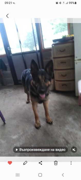 ТЪРСИ СЕ открадната  Немска овчарка