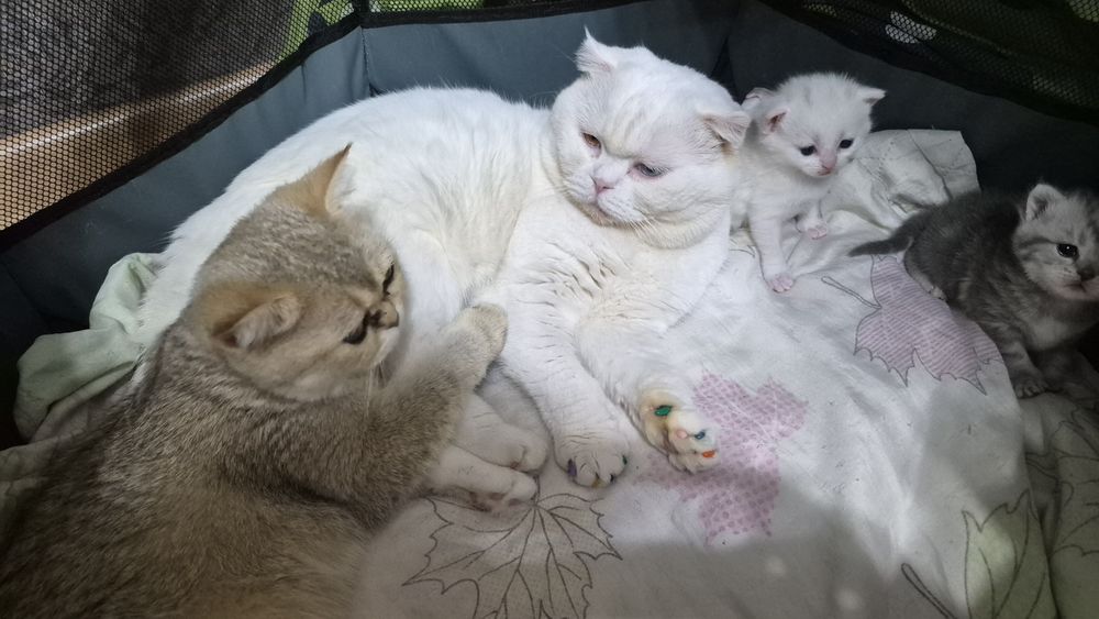 Котята шиншилла шотландские