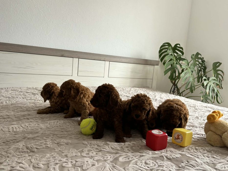 Продавам пуделчета