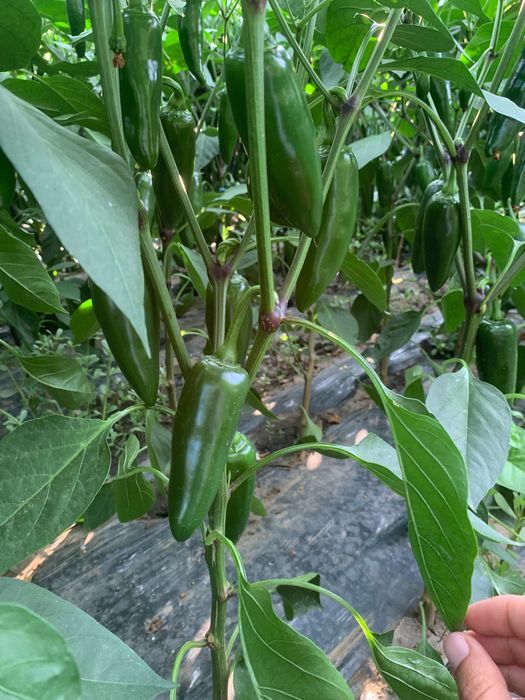 Ardei iute jalapeno
