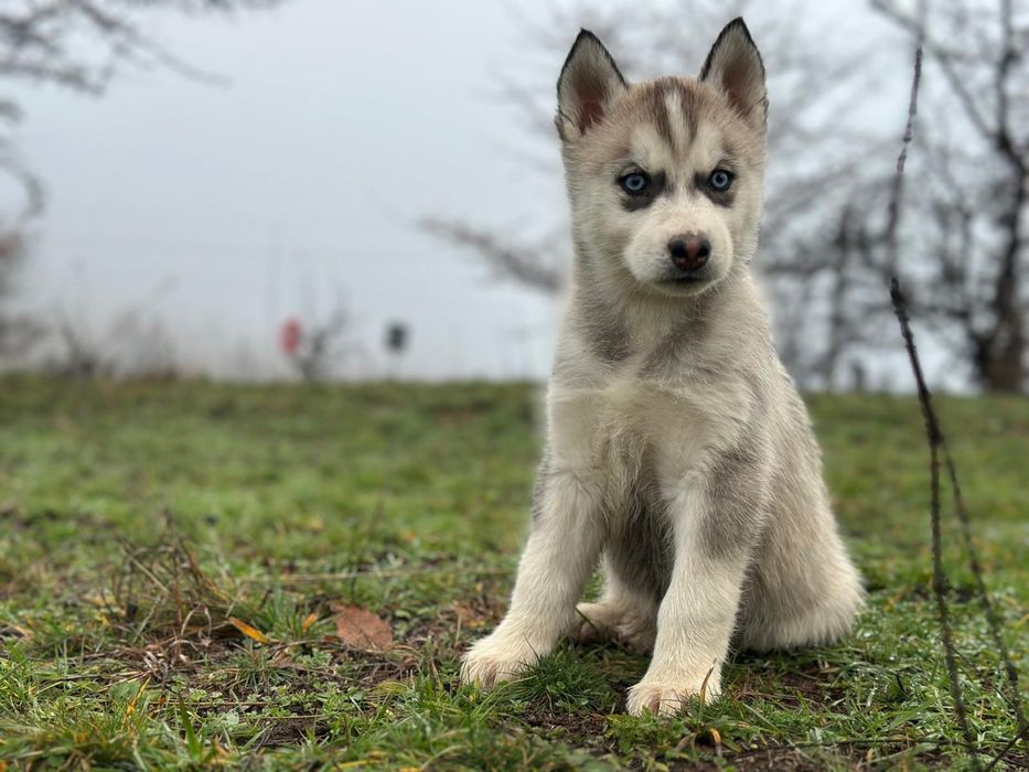 Pui husky siberian!
