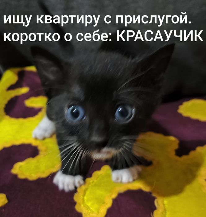 Хвостатый друг ищет дом