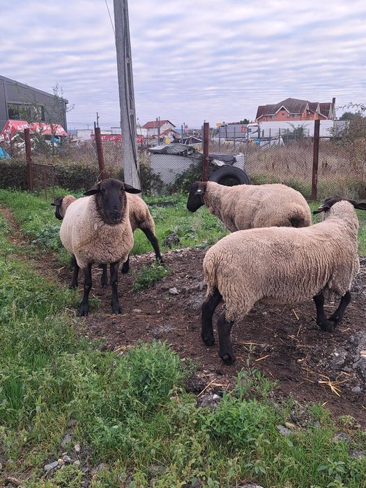 Berbec suffolk  2 ani