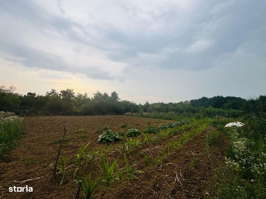 Teren intravilan de vânzare Paleu, zona Piersicilor langa padure