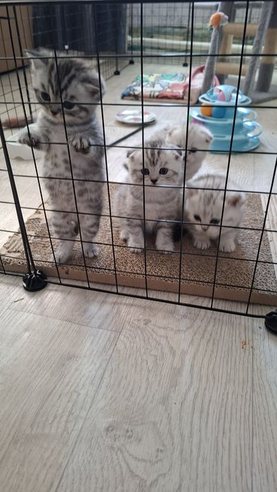 Породистые котята 40
