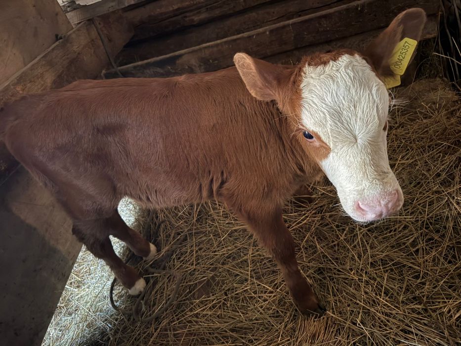 Продам телочку