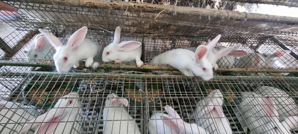 Vînd iepuri hycoli francez