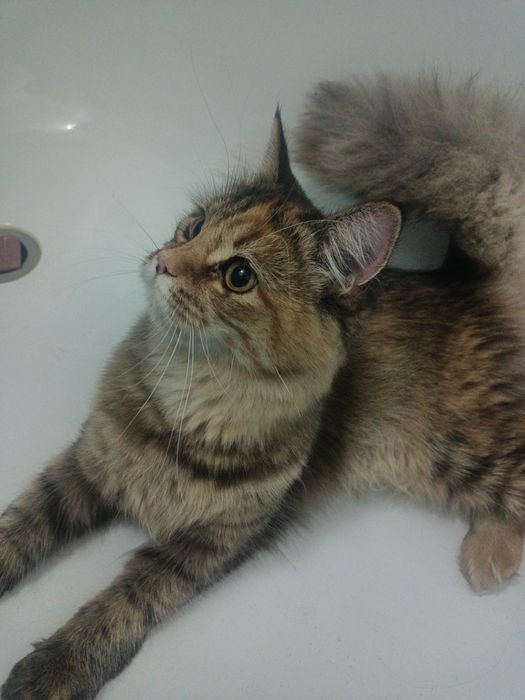 Милая кошечка ищет дом