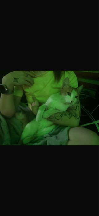 Отдаем бесплатно Кота