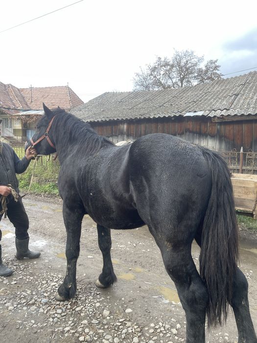 Mânz de vanzare-bine ingrijit